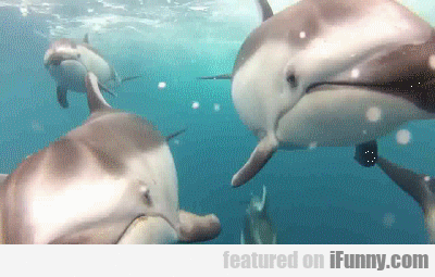 Pacific White-sided Dolphin Pod