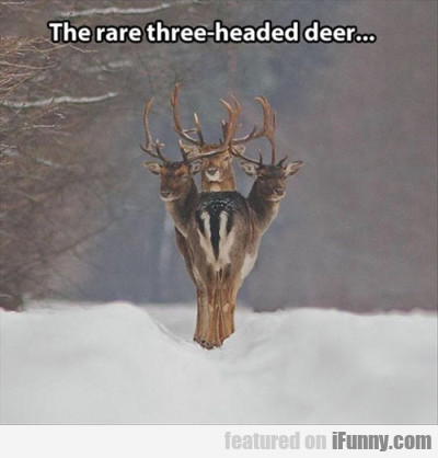 The Rare Three-headed Deer
